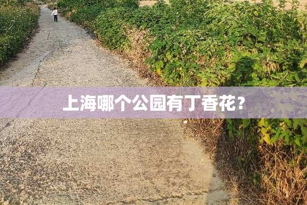 上海哪个公园有**花？