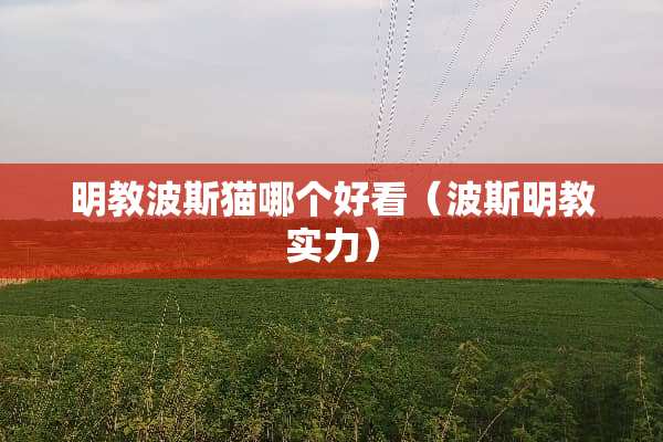明教波斯猫哪个好看（波斯明教实力）