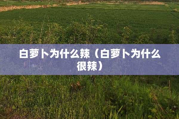 白萝卜为什么辣（白萝卜为什么很辣）