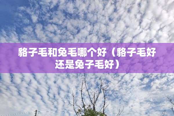 貉子毛和兔毛哪个好（貉子毛好还是兔子毛好）