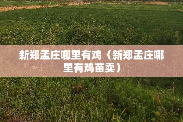 新郑孟庄哪里有鸡（新郑孟庄哪里有鸡苗卖）
