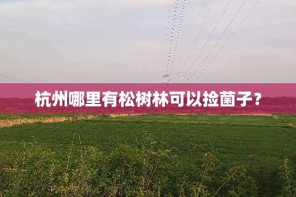 杭州哪里有松树林可以捡菌子？