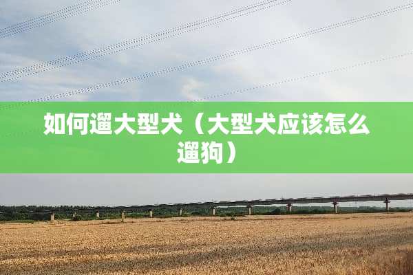 如何遛大型犬（大型犬应该怎么遛狗）