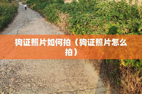 狗证照片如何拍（狗证照片怎么拍）