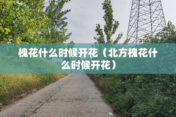 槐花什么时候开花（北方槐花什么时候开花）