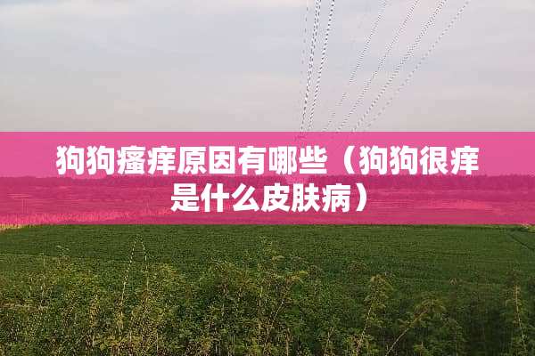 狗狗瘙痒原因有哪些（狗狗很痒是什么皮肤病）