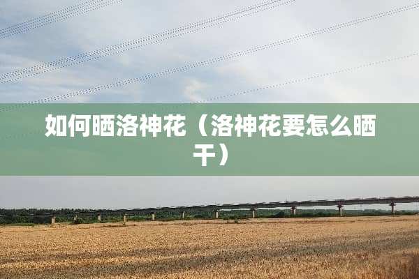 如何晒洛神花（洛神花要怎么晒干）
