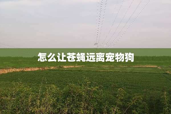 怎么让苍蝇远离宠物狗