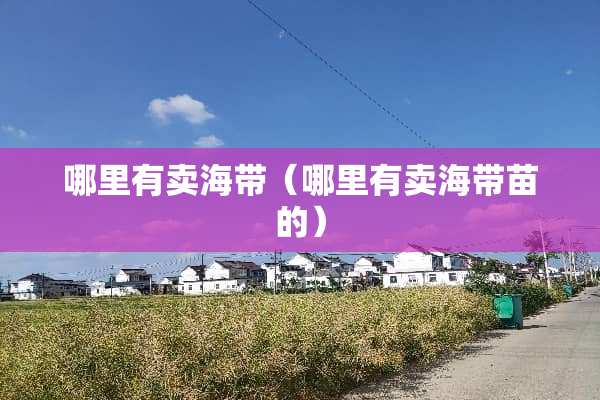 哪里有卖海带（哪里有卖海带苗的）