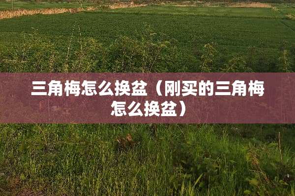 三角梅怎么换盆（刚买的三角梅怎么换盆）