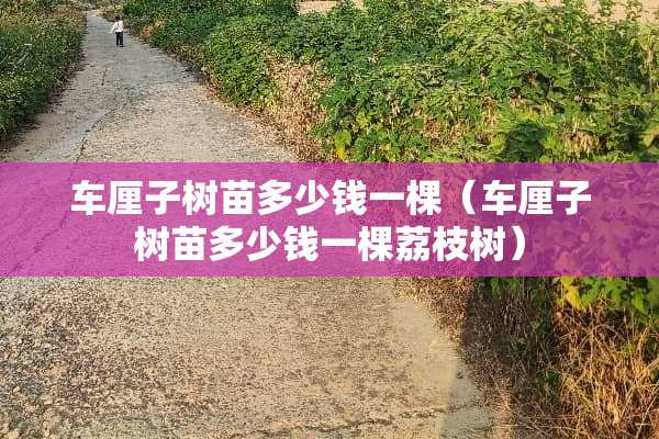车厘子树苗多少钱一棵（车厘子树苗多少钱一棵荔枝树）
