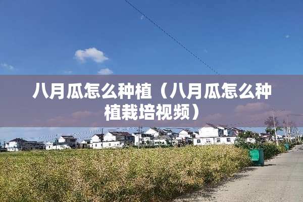 八月瓜怎么种植（八月瓜怎么种植栽培视频）