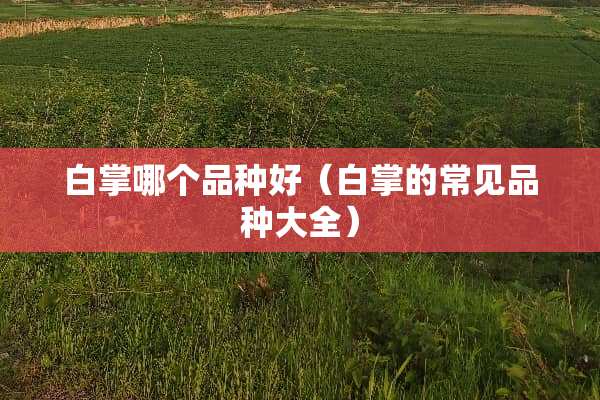 白掌哪个品种好（白掌的常见品种大全）