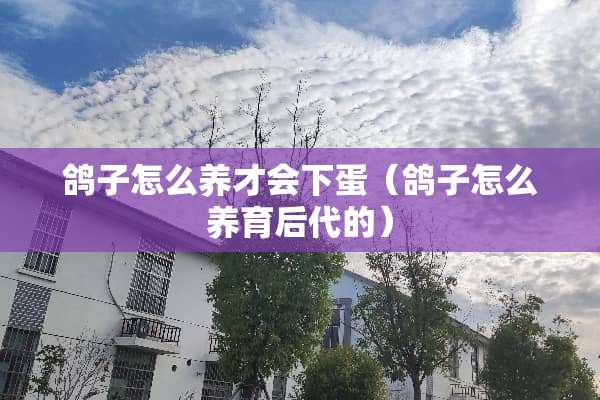 鸽子怎么养才会下蛋（鸽子怎么养育后代的）