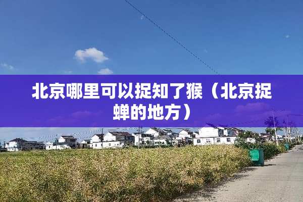北京哪里可以捉知了猴（北京捉蝉的地方）
