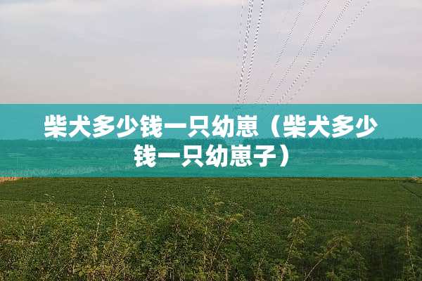 柴犬多少钱一只幼崽（柴犬多少钱一只幼崽子）