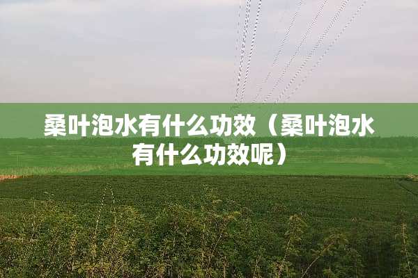桑叶泡水有什么功效（桑叶泡水有什么功效呢）
