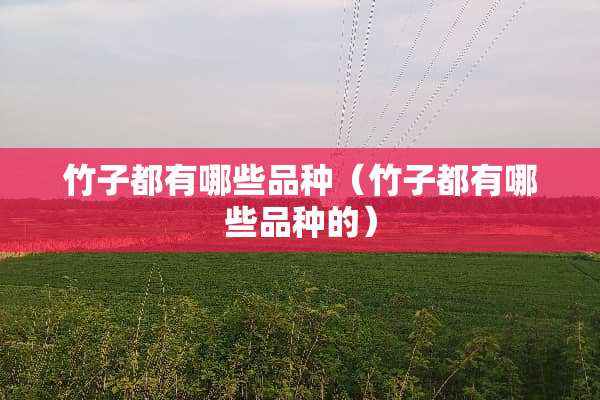 竹子都有哪些品种（竹子都有哪些品种的）