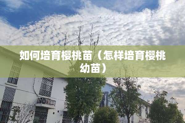 如何培育樱桃苗（怎样培育樱桃幼苗）
