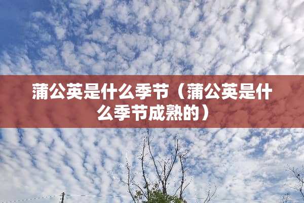 蒲公英是什么季节（蒲公英是什么季节成熟的）