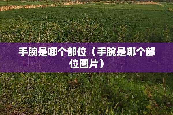 手腕是哪个部位（手腕是哪个部位图片）