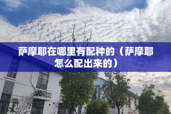 萨摩耶在哪里有配种的（萨摩耶怎么配出来的）