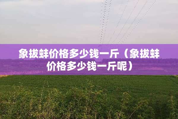 象拔蚌价格多少钱一斤（象拔蚌价格多少钱一斤呢）