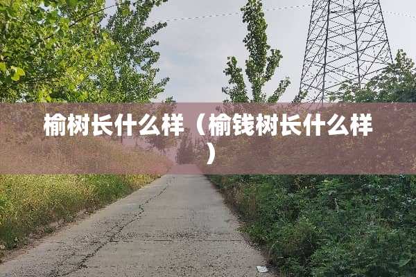 榆树长什么样（榆钱树长什么样）
