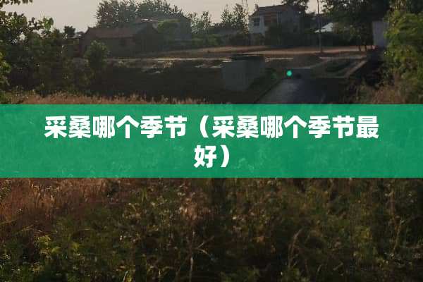采桑哪个季节（采桑哪个季节最好）