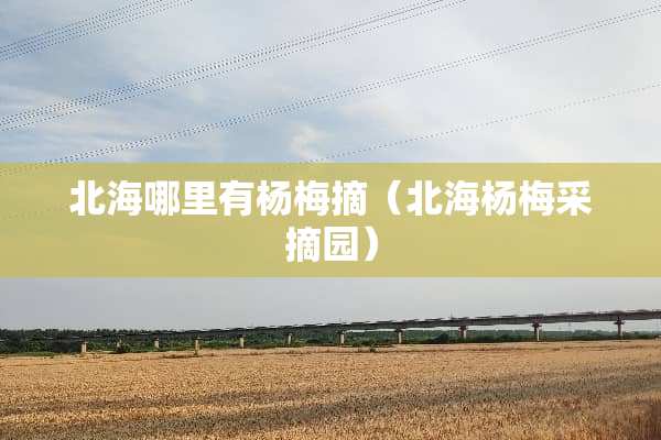 北海哪里有杨梅摘（北海杨梅采摘园）