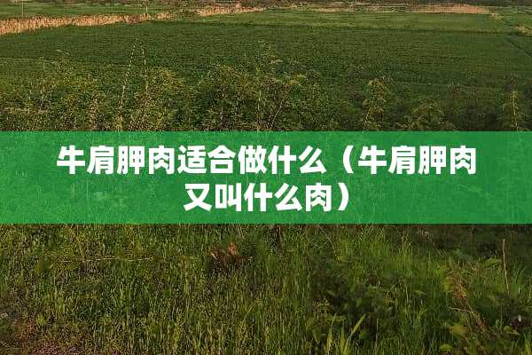 牛肩胛肉适合做什么（牛肩胛肉又叫什么肉）
