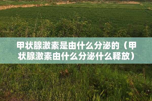 甲状腺激素是由什么分泌的（甲状腺激素由什么分泌什么释放）