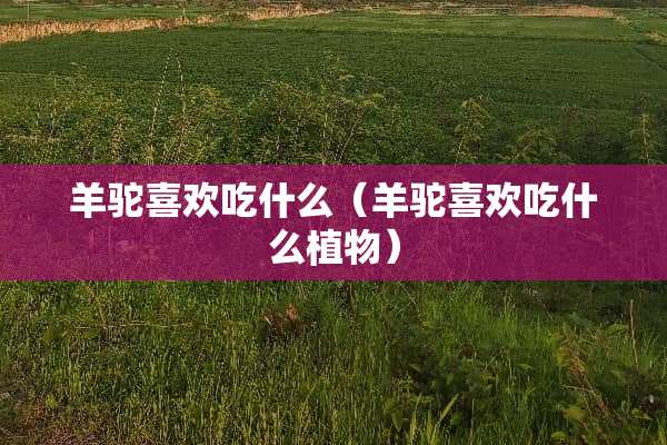 羊驼喜欢吃什么（羊驼喜欢吃什么植物）