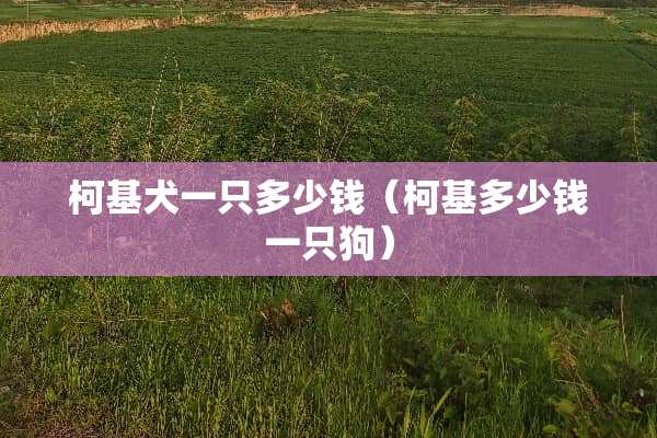柯基犬一只多少钱（柯基多少钱一只狗）