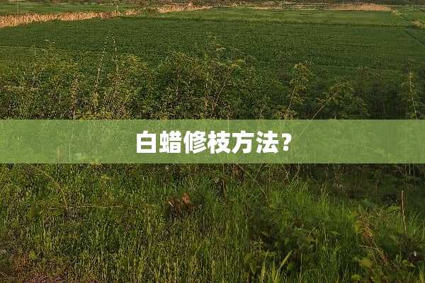 白蜡修枝方法？