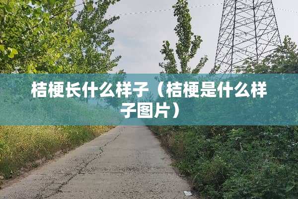 桔梗长什么样子（桔梗是什么样子图片）