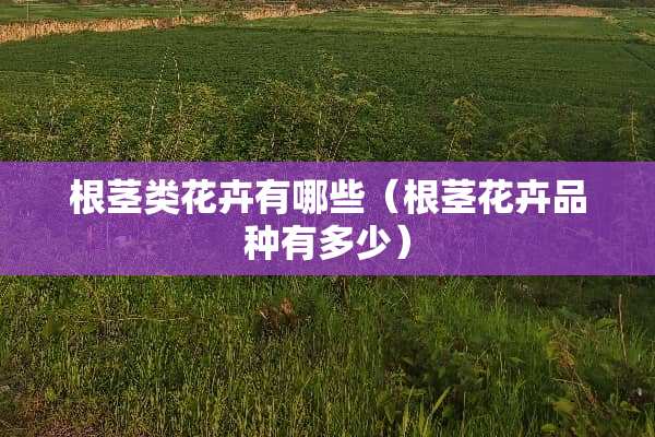 根茎类花卉有哪些（根茎花卉品种有多少）