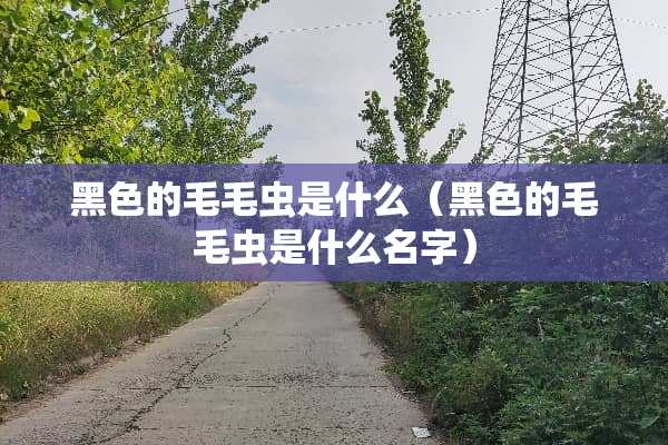 黑色的毛毛虫是什么（黑色的毛毛虫是什么名字）
