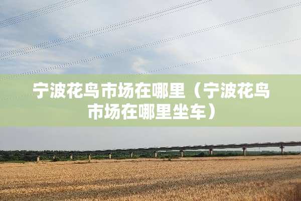 宁波花鸟市场在哪里（宁波花鸟市场在哪里坐车）