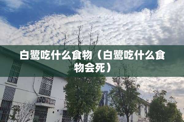 白鹭吃什么食物（白鹭吃什么食物会死）