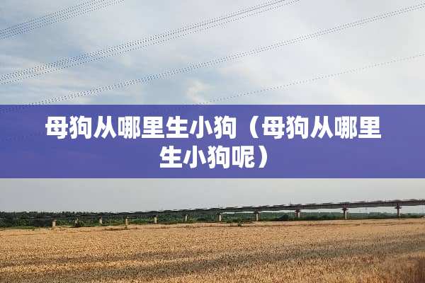 母狗从哪里生小狗（母狗从哪里生小狗呢）