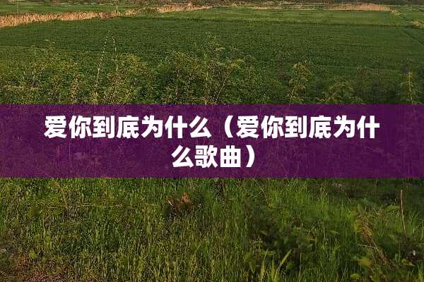 爱你到底为什么（爱你到底为什么歌曲）