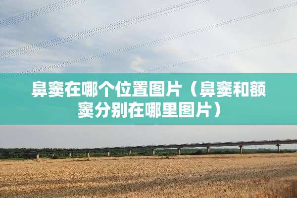 鼻窦在哪个位置图片（鼻窦和额窦分别在哪里图片）