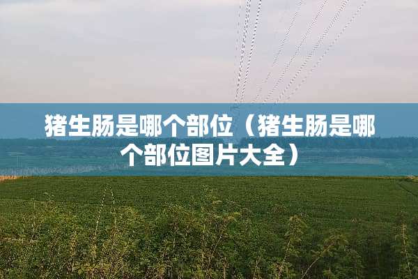 猪生肠是哪个部位（猪生肠是哪个部位图片大全）