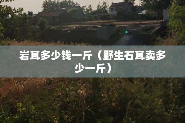 岩耳多少钱一斤（野生石耳卖多少一斤）