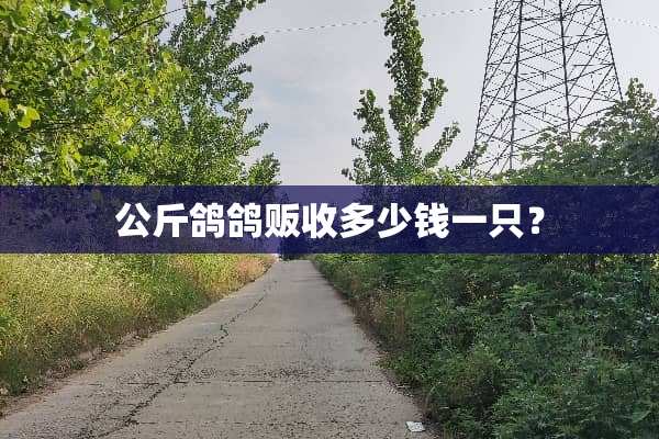 公斤鸽鸽贩收多少钱一只？