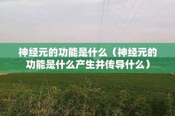神经元的功能是什么（神经元的功能是什么产生并传导什么）