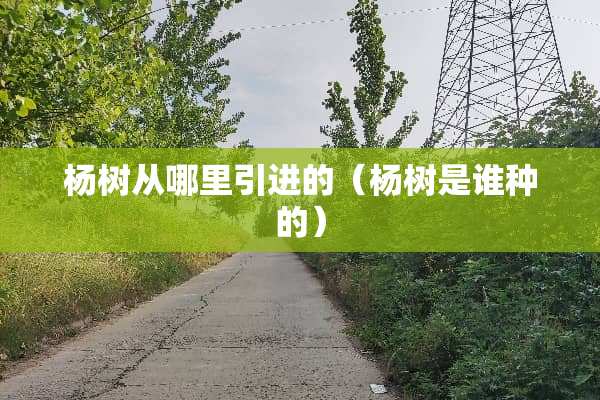 杨树从哪里引进的（杨树是谁种的）