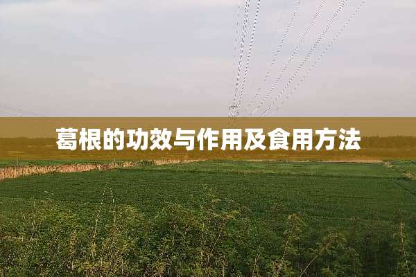 葛根的功效与作用及食用方法