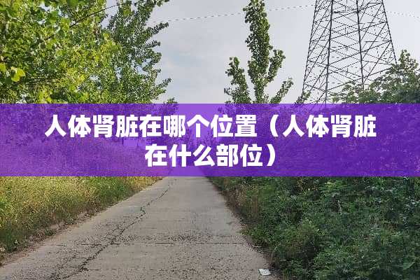人体肾脏在哪个位置（人体肾脏在什么部位）